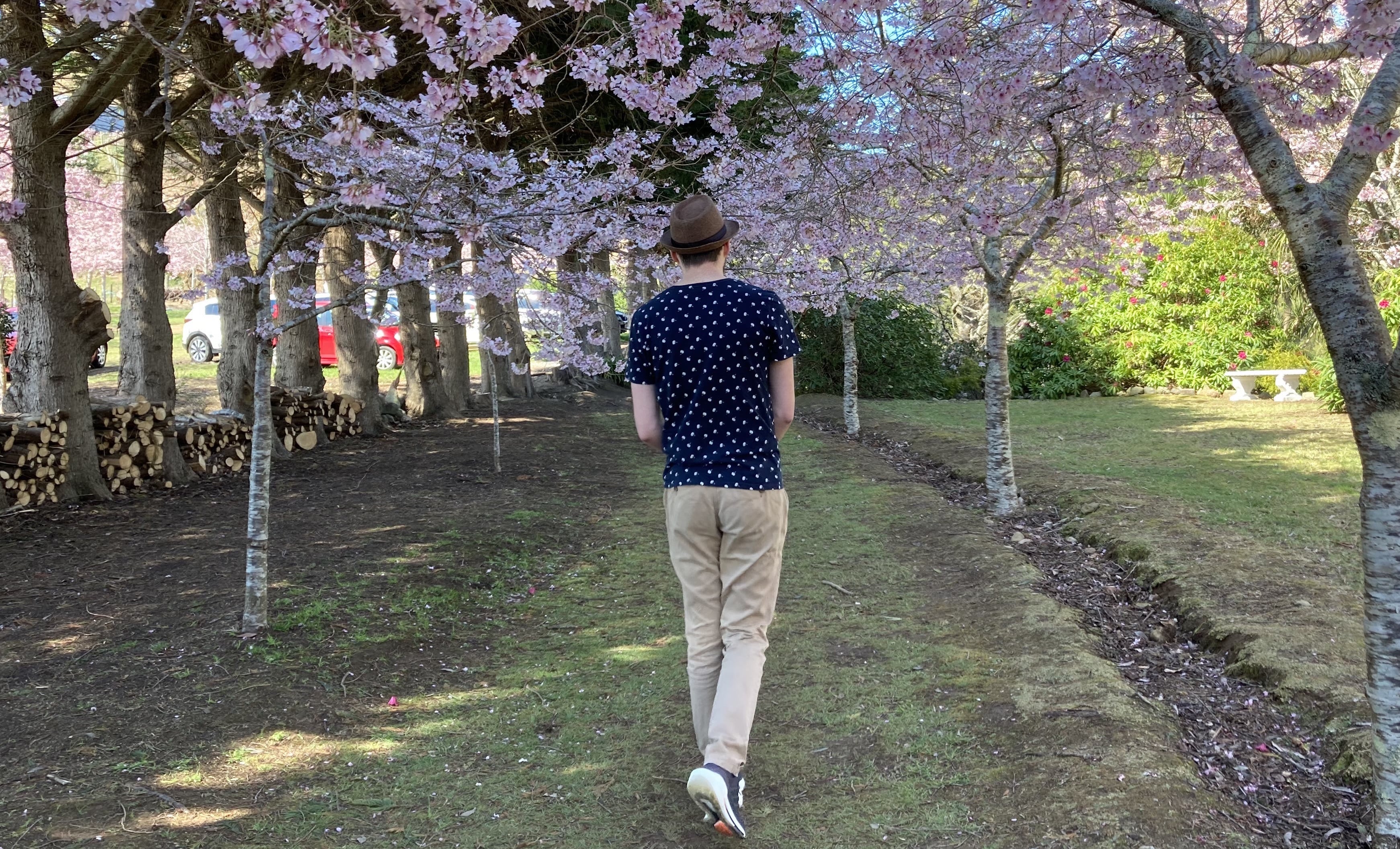 Garion walking through a field of sakura trees in Wellington, New Zealand